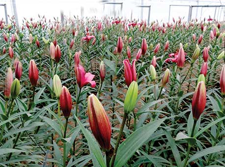 Lilium-f