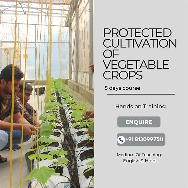 Institute of Horticulture Technology, Commercial Hydroponics, Protected Cultivation of Vegetables Crops, Mushroom Production