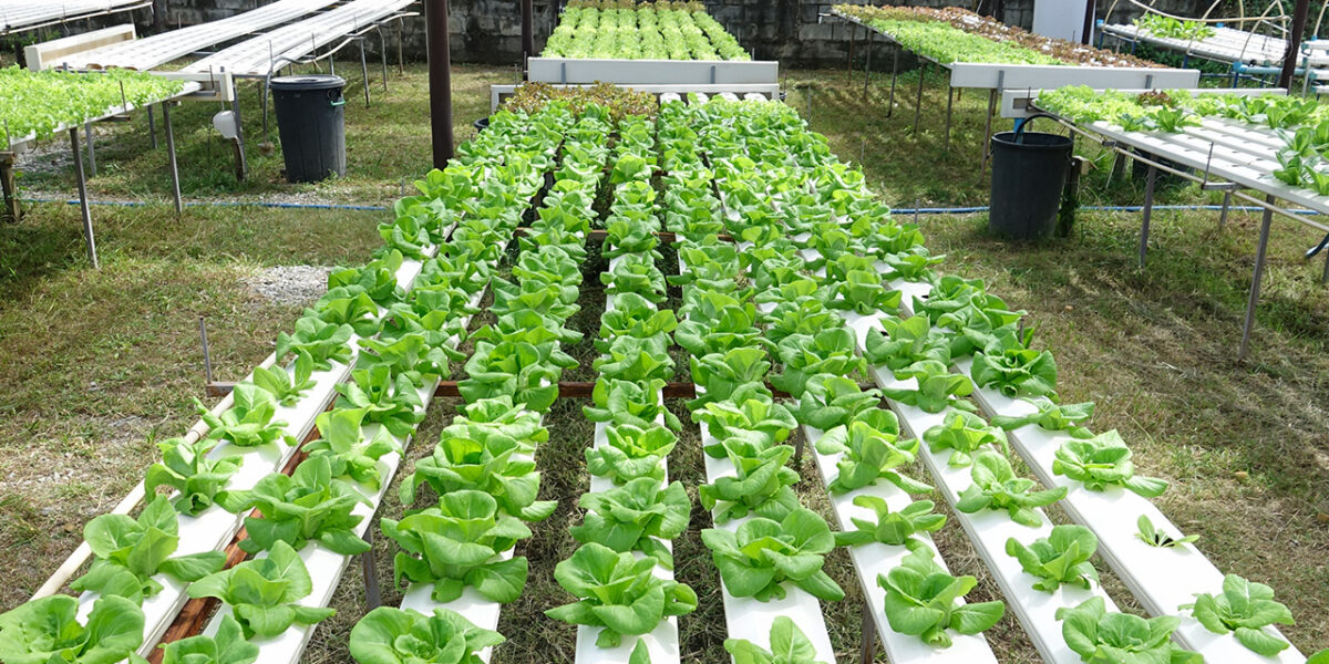 Hydroponics in India