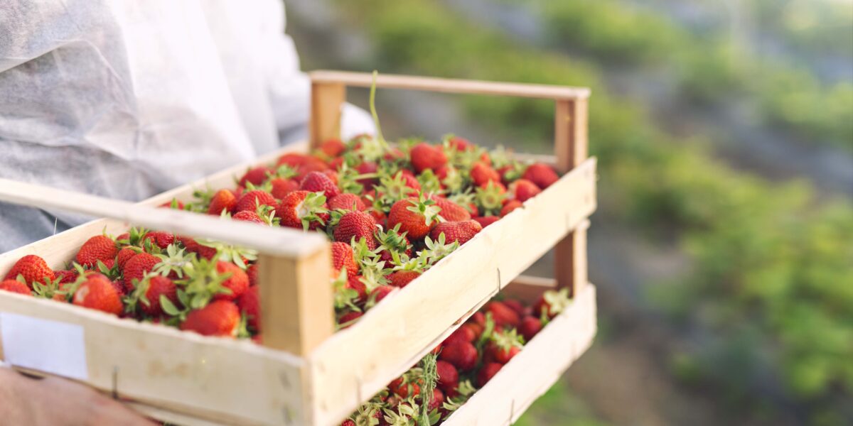 Organic Fruit Production