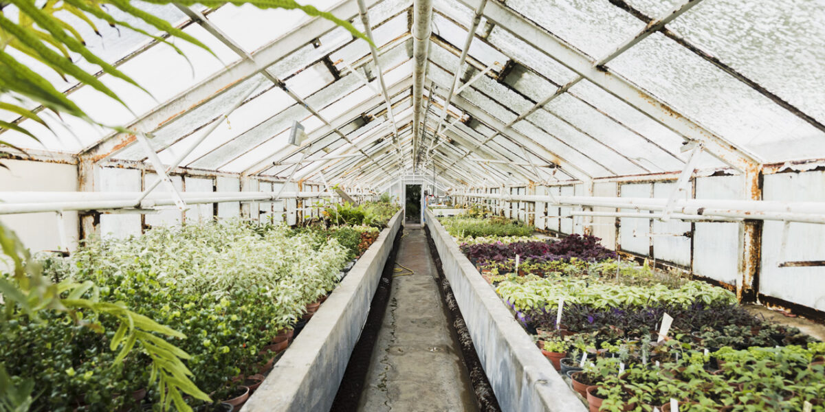 The Essential Role of Greenhouses in Modern Agriculture