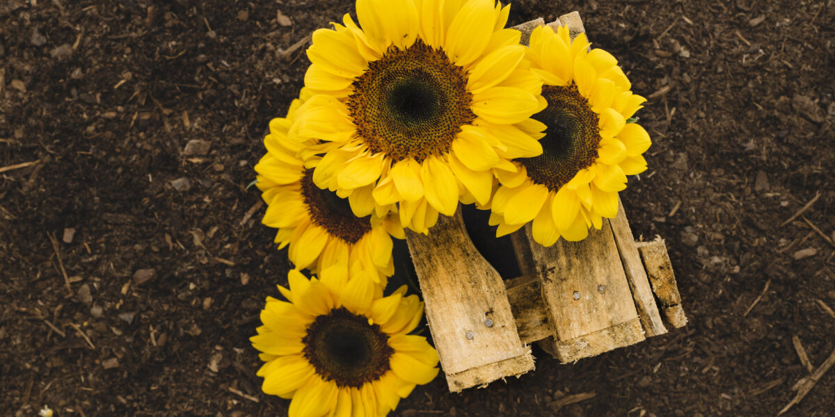 Nature’s Green Solution to Pollution