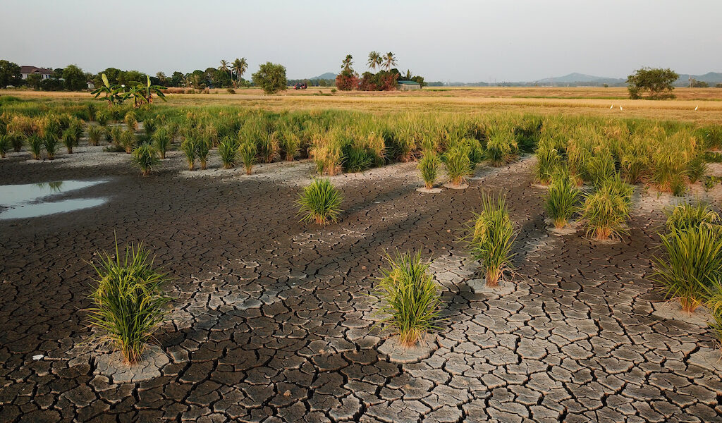 Landscaping for Drought-Prone Areas