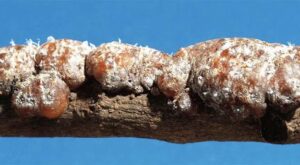 Lac Culture - Cultivating Natural Resin