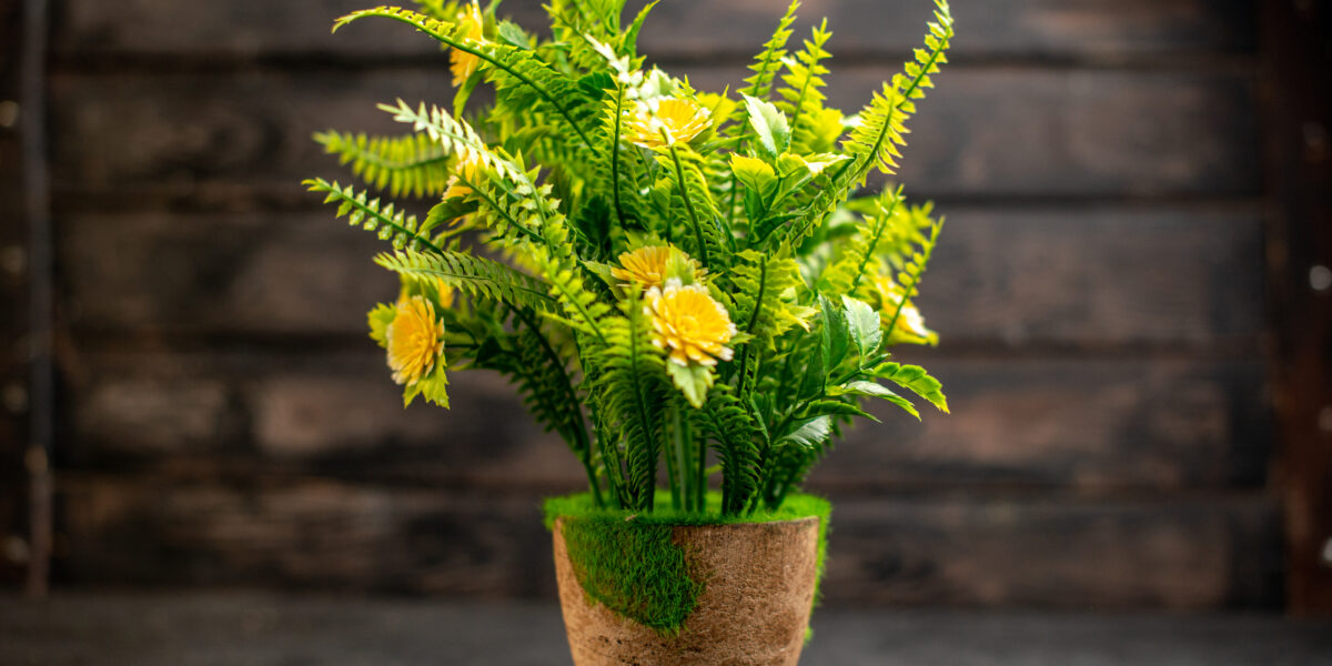 Functional Benefits of Ornamental Plants