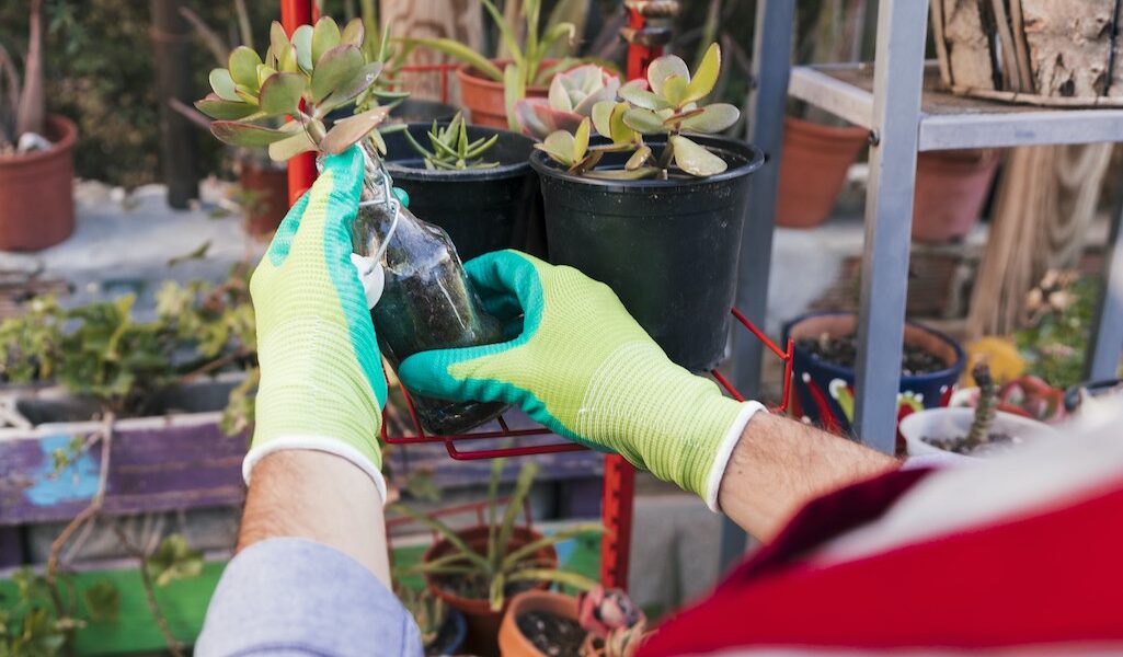 Priming in Horticulture for Boosting Plant Potential